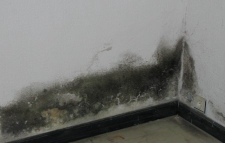 la moisissure se développe sur l\'humidité des murs